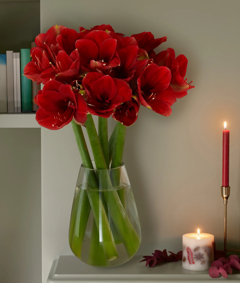 Ruby Red Amaryllis Flowers Bouquet (Delivery from 17th November 2022)