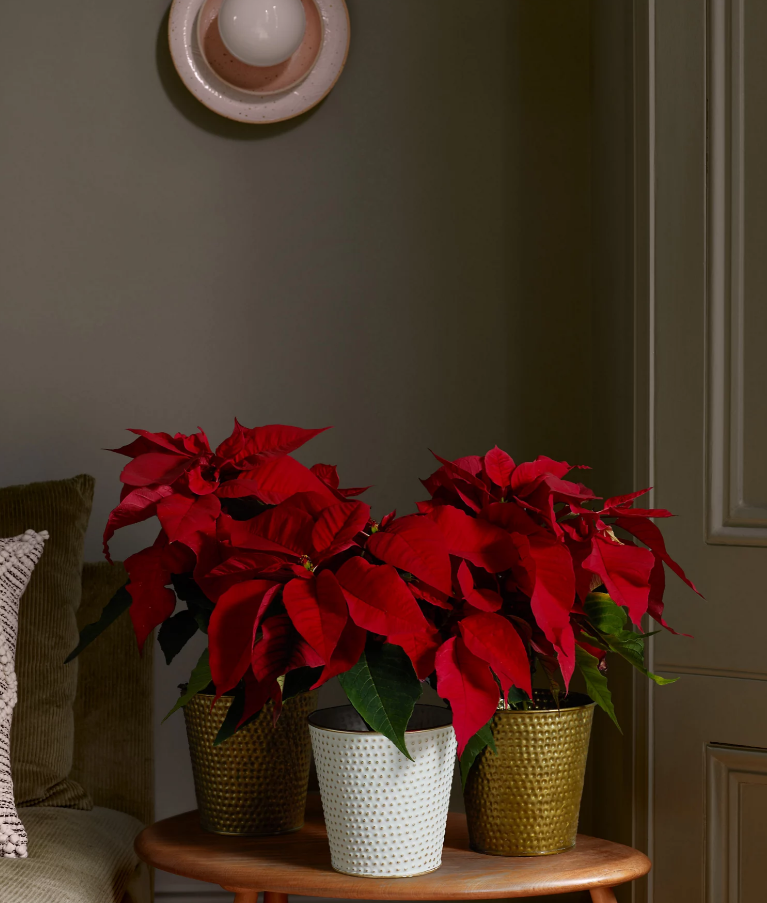 Trio of Poinsettia Plants (Delivery from 17th November 2022)